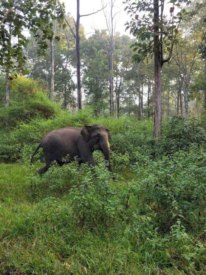 Kalidasa Tree House And Villa, Wayanad Chegat Exterior photo