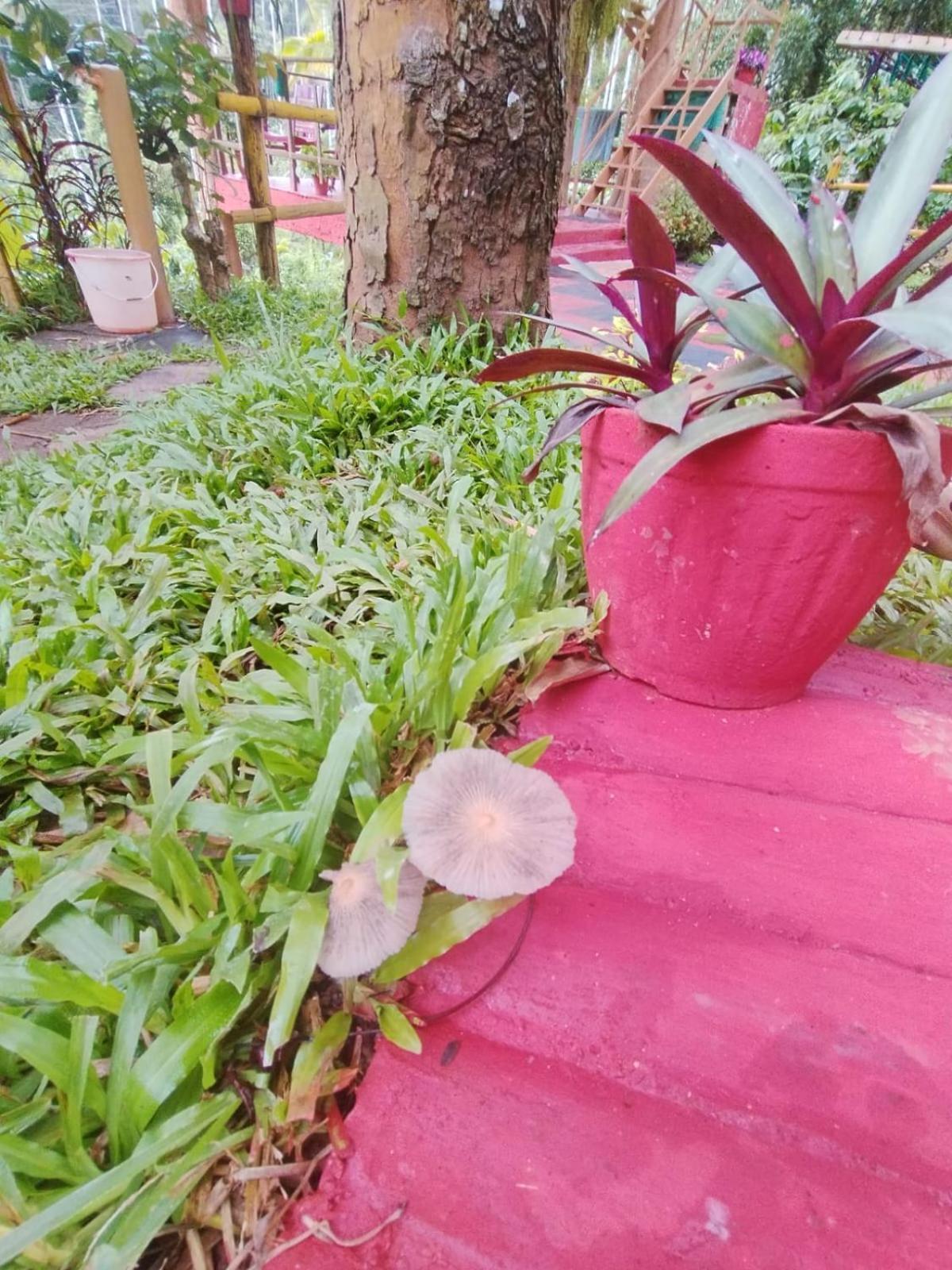 Kalidasa Tree House And Villa, Wayanad Chegat Exterior photo